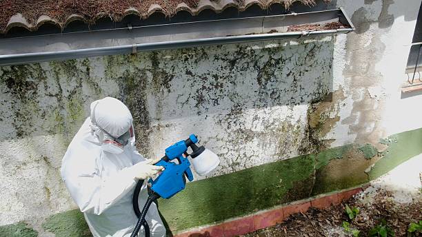 Trusted Mold Remediation service in Hillside, NJ - Cheap Mold Removal
